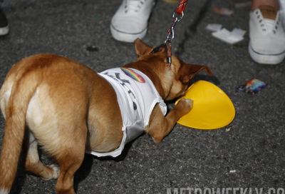 Capital Pride Parade 2018 #186